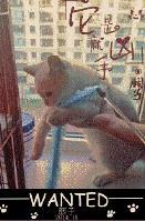 小猫咪吃海苔